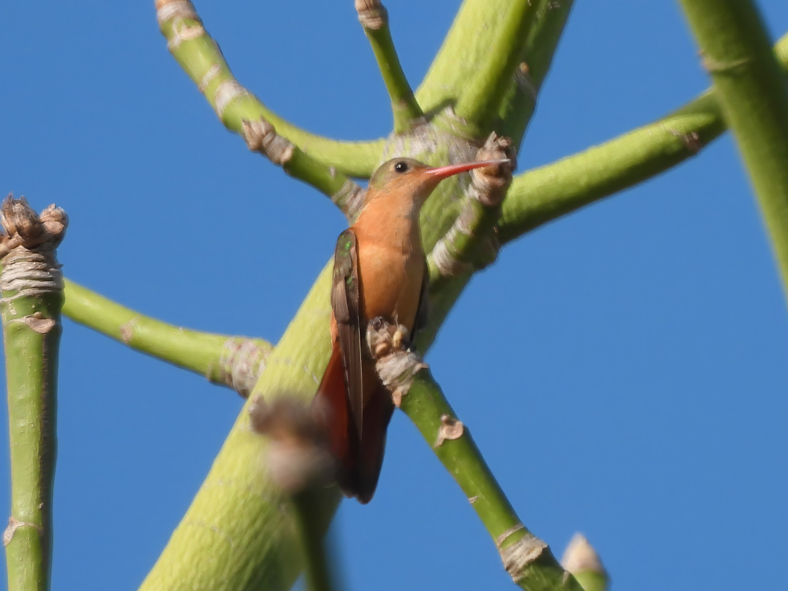 image Cinnamon Hummingbird
